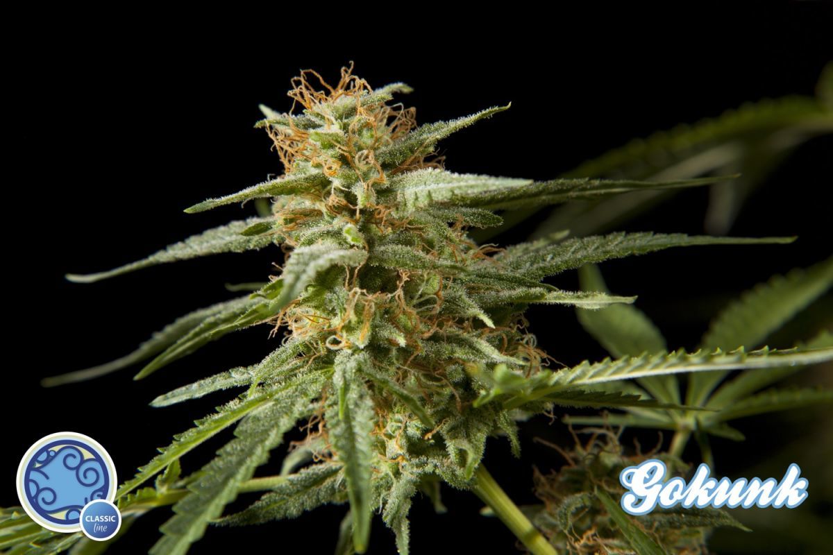 Philosopher Seeds - Gokunk (fem.)