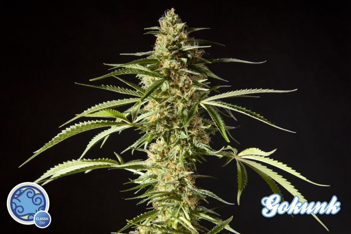 Philosopher Seeds - Gokunk (fem.)