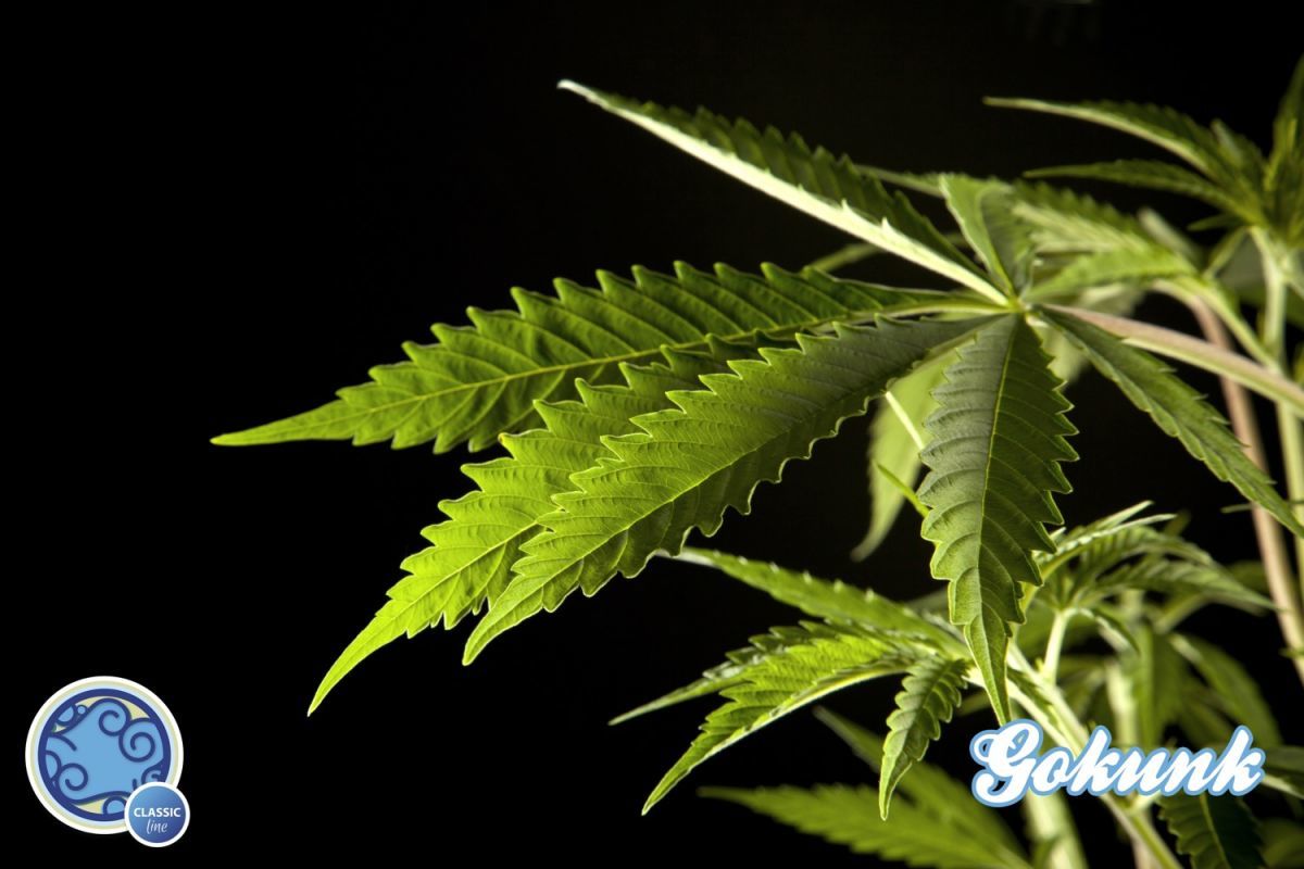 Philosopher Seeds - Gokunk (fem.)