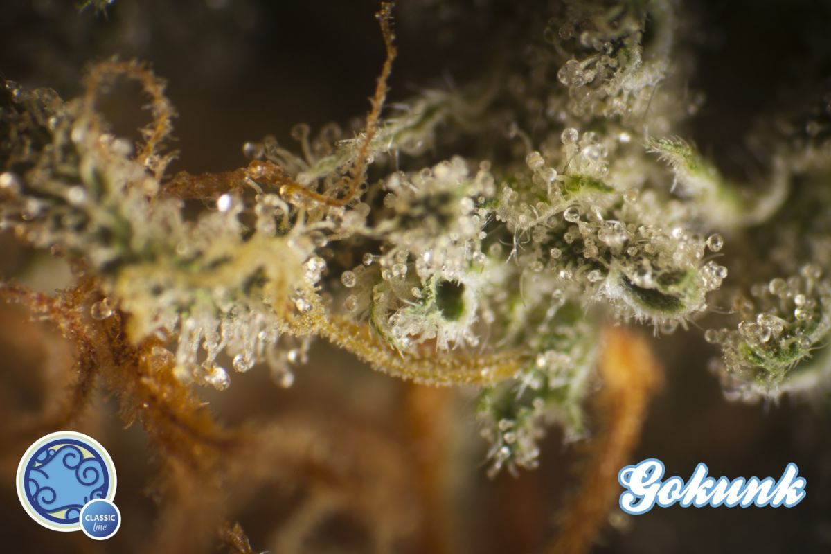 Philosopher Seeds - Gokunk (fem.)