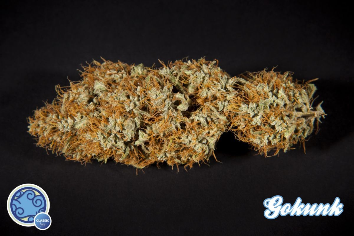 Philosopher Seeds - Gokunk (fem.)