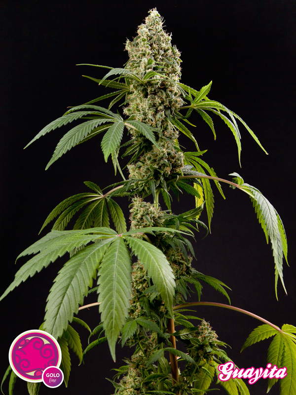 Philosopher Seeds - Guayita (fem.)