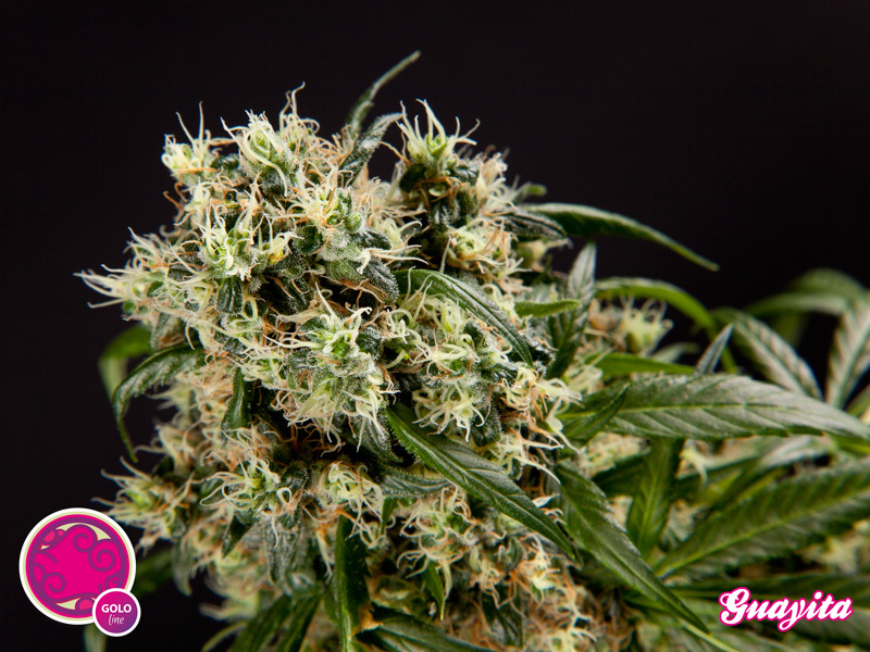 Philosopher Seeds - Guayita (fem.)