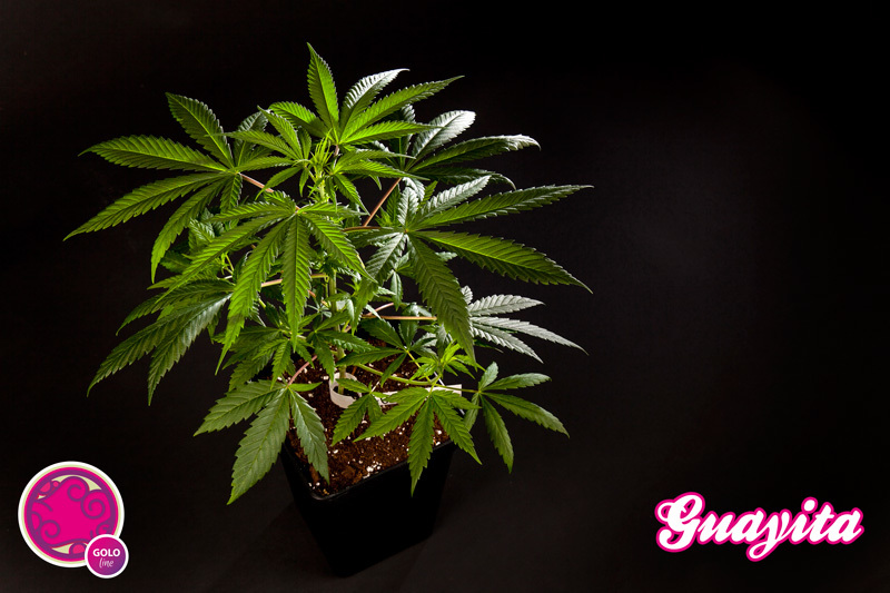 Philosopher Seeds - Guayita (fem.)