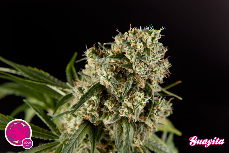 Philosopher Seeds - Guayita (fem.)