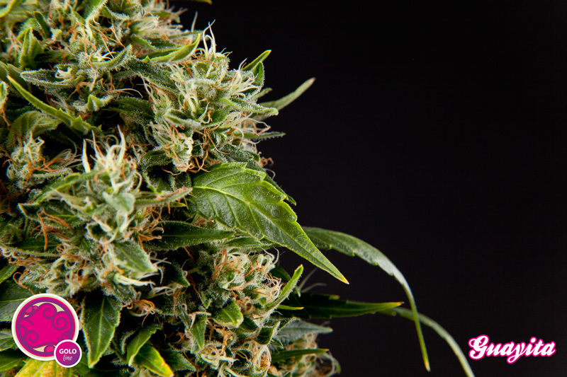 Philosopher Seeds - Guayita (fem.)