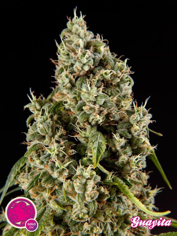 Philosopher Seeds - Guayita (fem.)