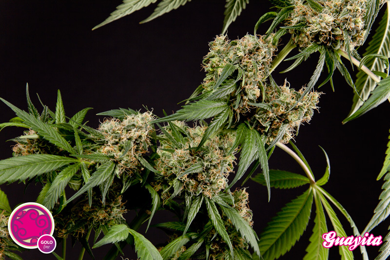 Philosopher Seeds - Guayita (fem.)