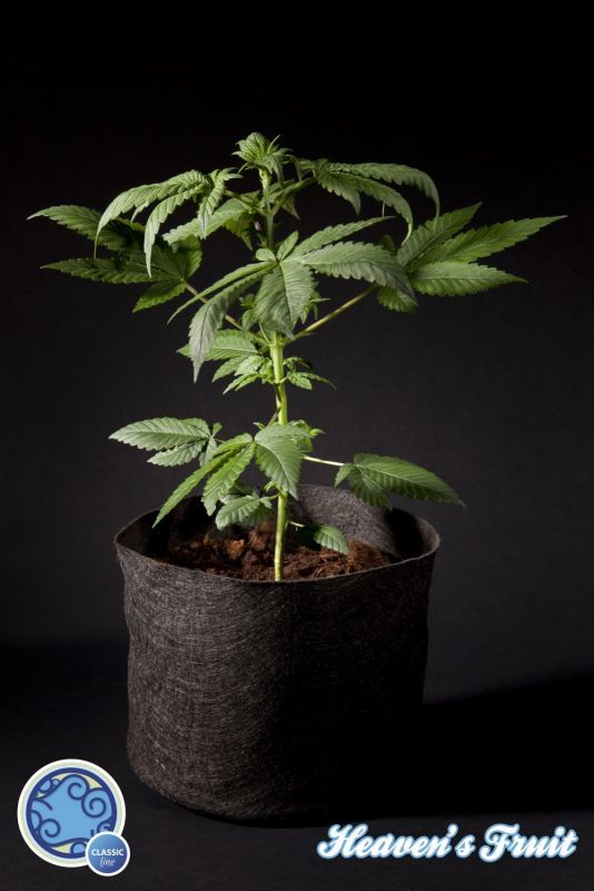 Philosopher Seeds - Heaven's Fruit (fem.) Philosopher Seeds - Heaven's Fruit (fem.)