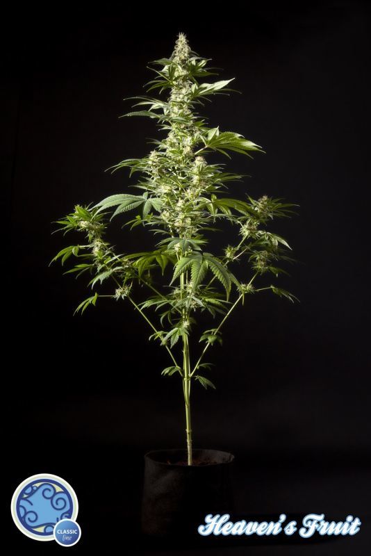 Philosopher Seeds - Heaven's Fruit (fem.) Philosopher Seeds - Heaven's Fruit (fem.)