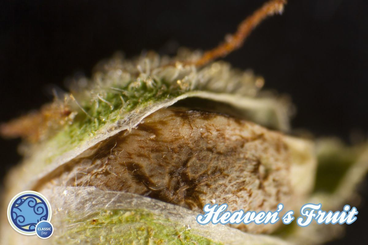 Philosopher Seeds - Heaven's Fruit (fem.) Philosopher Seeds - Heaven's Fruit (fem.)