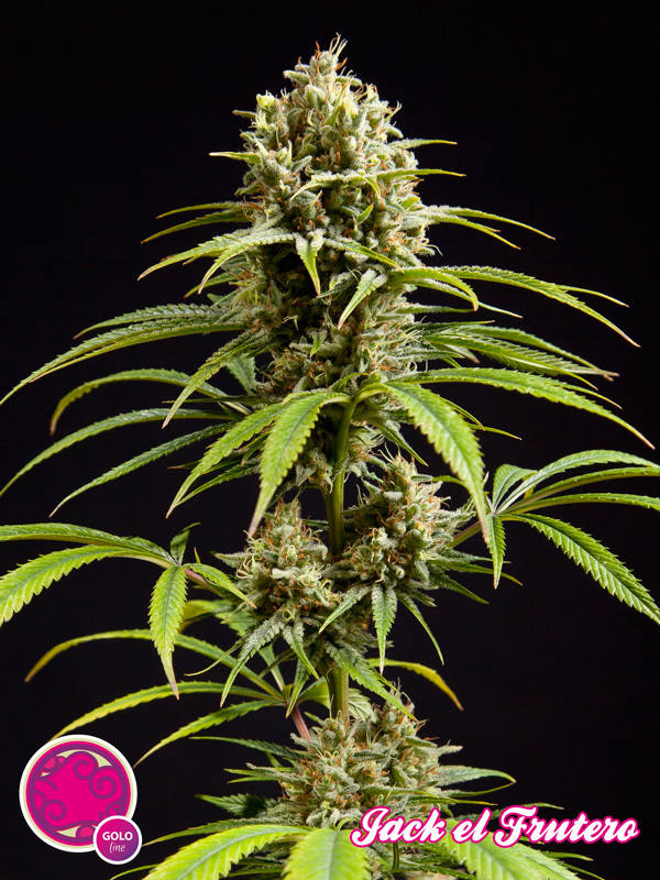 Philosopher Seeds - Jack El Frutero (fem.)