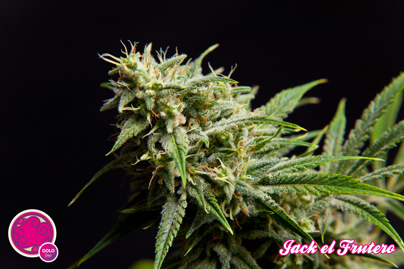 Philosopher Seeds - Jack El Frutero (fem.)