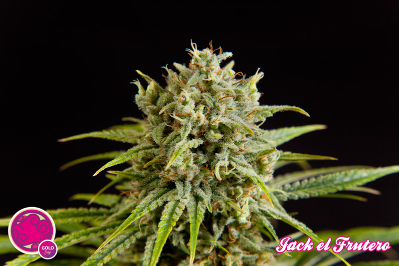 Philosopher Seeds - Jack El Frutero (fem.)