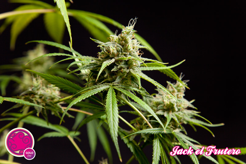 Philosopher Seeds - Jack El Frutero (fem.)