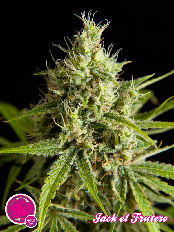Philosopher Seeds - Jack El Frutero (fem.)