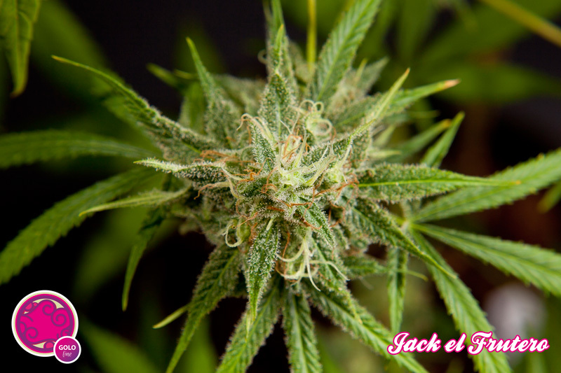 Philosopher Seeds - Jack El Frutero (fem.)