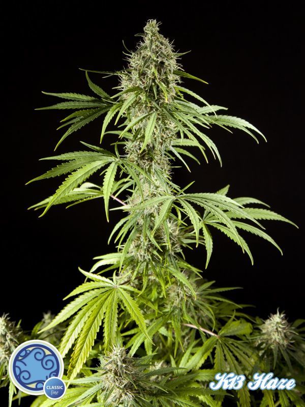 Philosopher Seeds - Easy Haze aka K13-Haze (fem.)