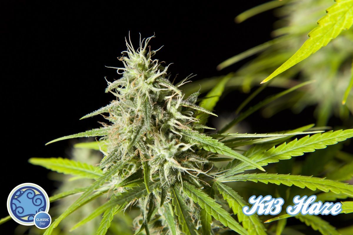 Philosopher Seeds - Easy Haze aka K13-Haze (fem.)