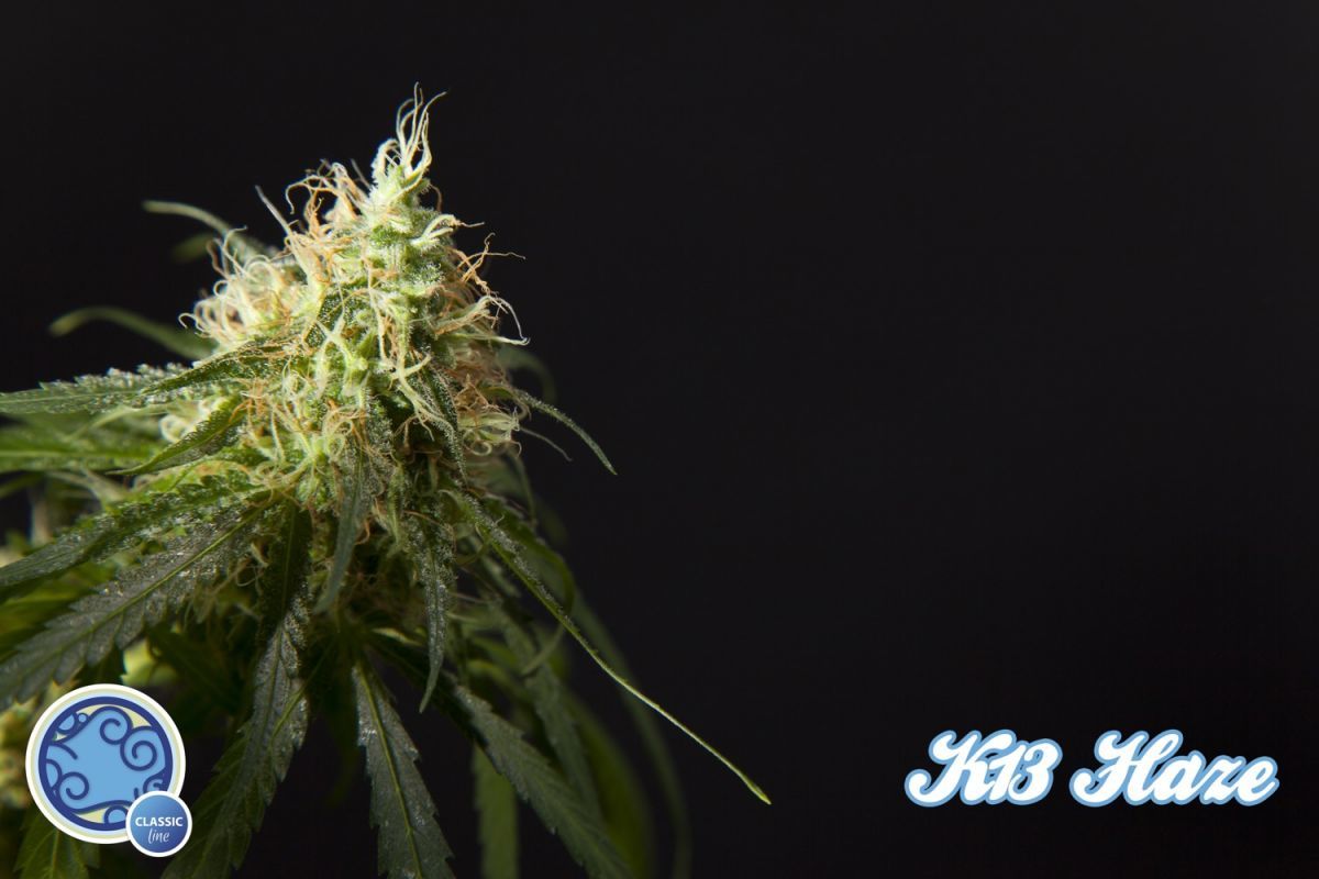 Philosopher Seeds - Easy Haze aka K13-Haze (fem.)