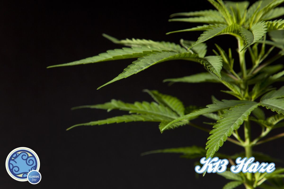 Philosopher Seeds - Easy Haze aka K13-Haze (fem.)