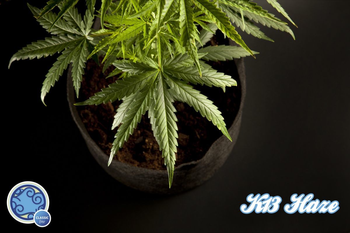 Philosopher Seeds - Easy Haze aka K13-Haze (fem.)