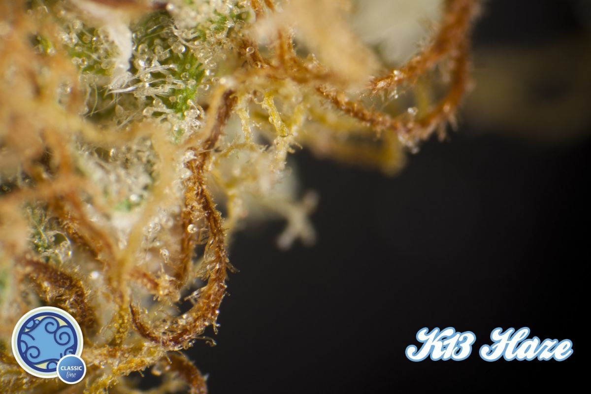 Philosopher Seeds - Easy Haze aka K13-Haze (fem.)