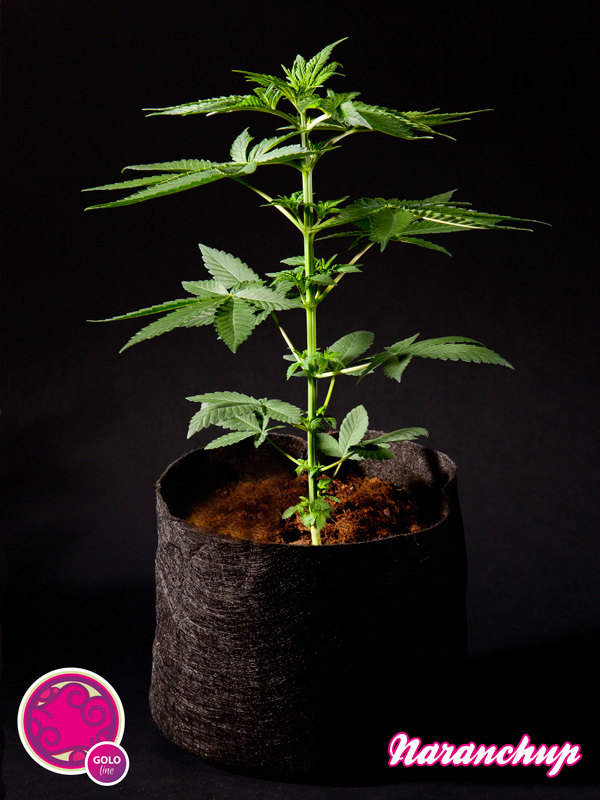 Philosopher Seeds - Naranchup (fem.)