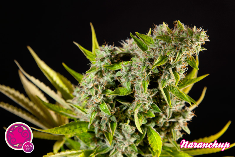 Philosopher Seeds - Naranchup (fem.)
