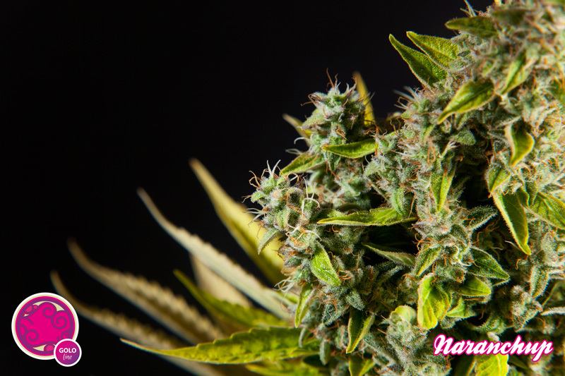 Philosopher Seeds - Naranchup (fem.)