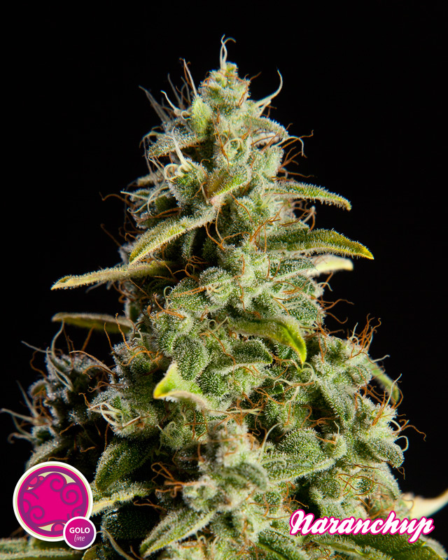 Philosopher Seeds - Naranchup (fem.)