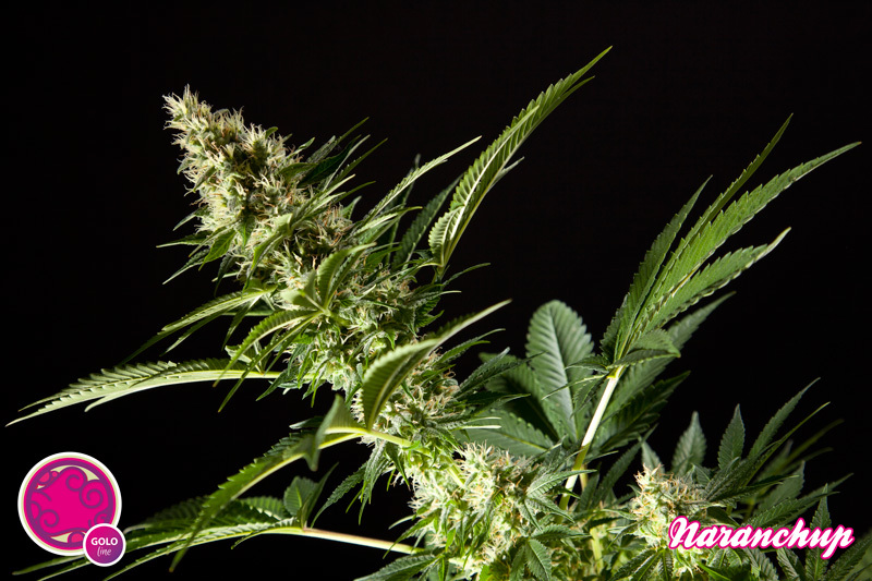 Philosopher Seeds - Naranchup (fem.)