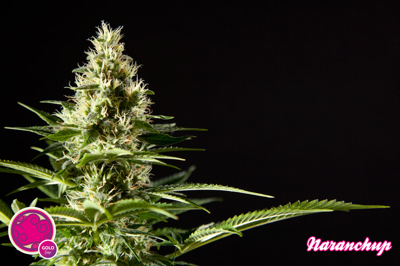 Philosopher Seeds - Naranchup (fem.)