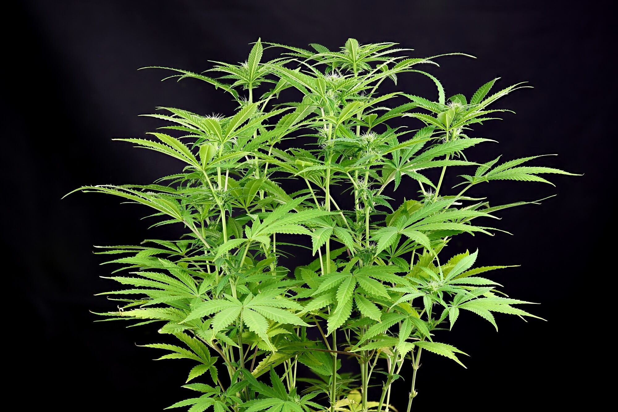 Seedsman - Peyote Forum (fem.)