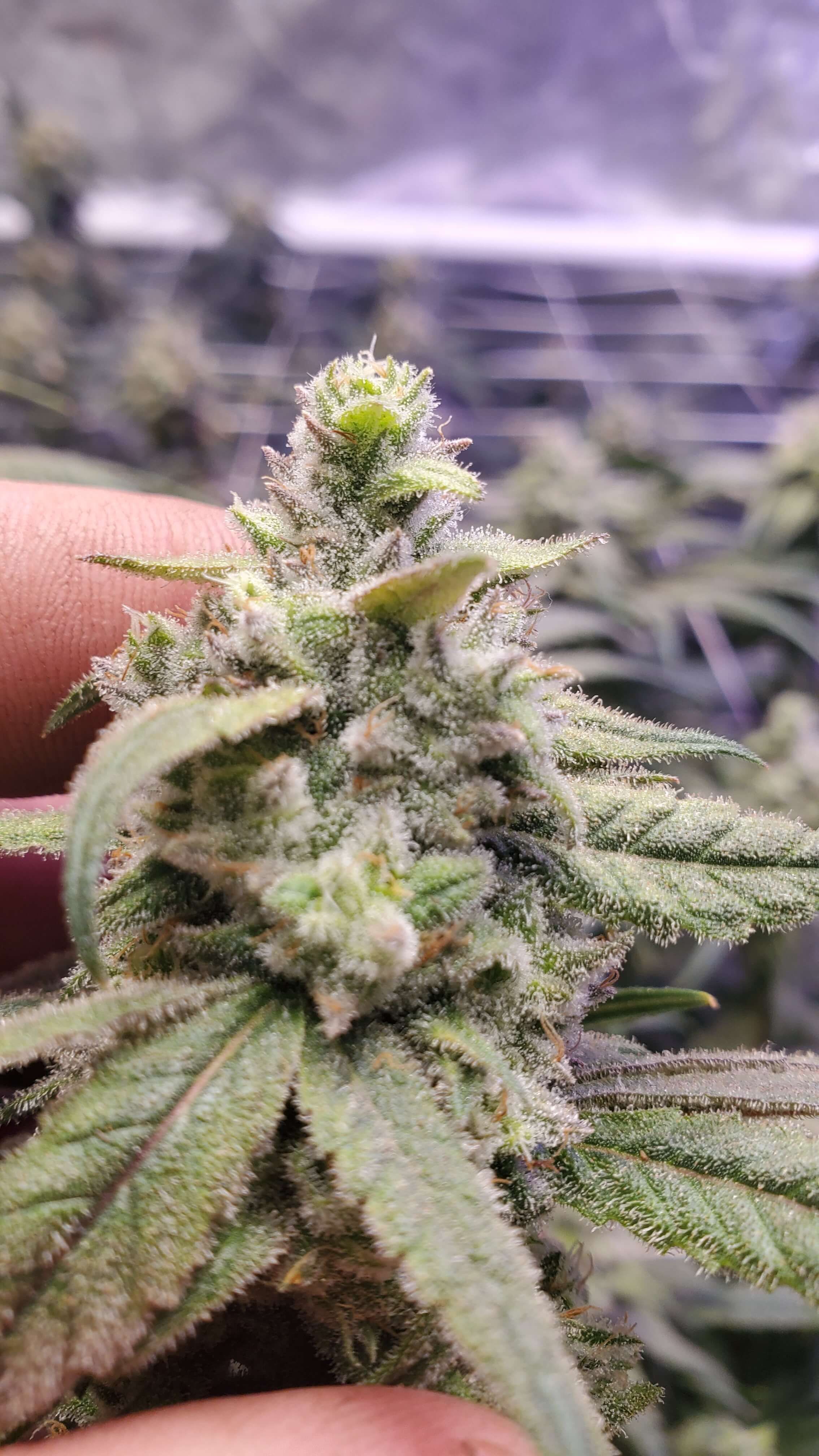 Seedsman - Peyote Gorilla (fem.)