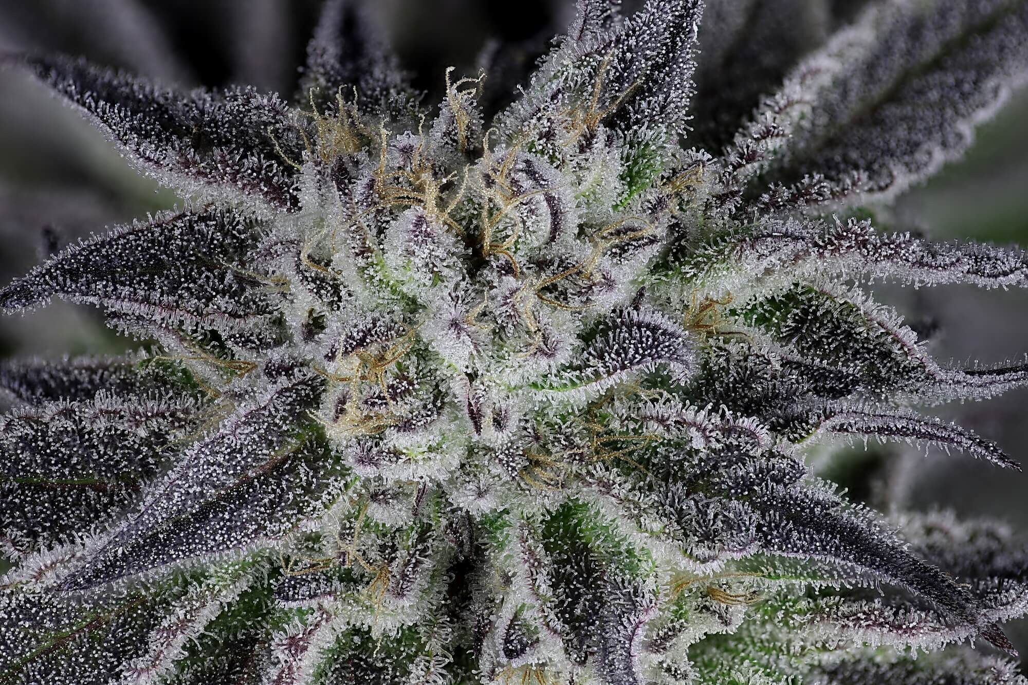 Seedsman - Peyote Gorilla (fem.)