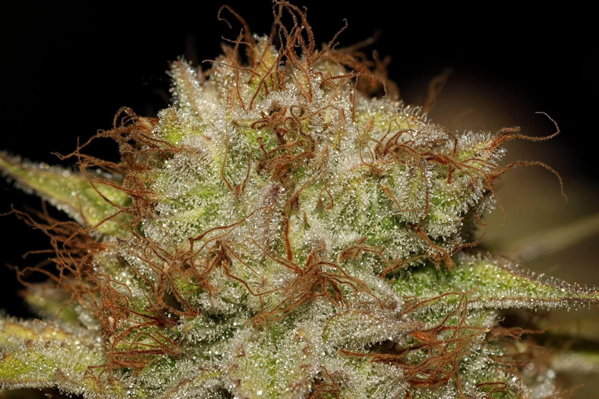 Seedsman - Peyote Wi-Fi (fem.)