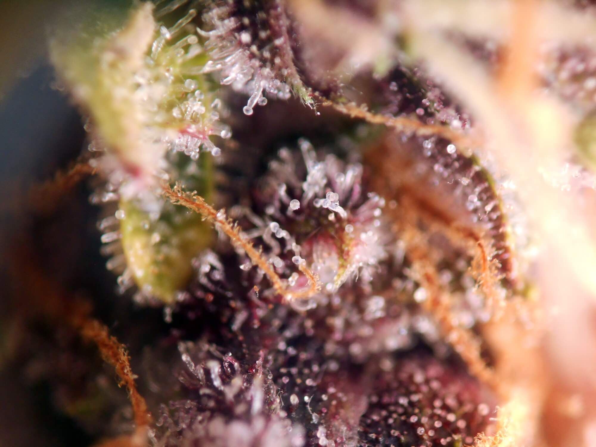 Seedsman - Pink Kush CBD 30:1 Auto (auto/fem.)