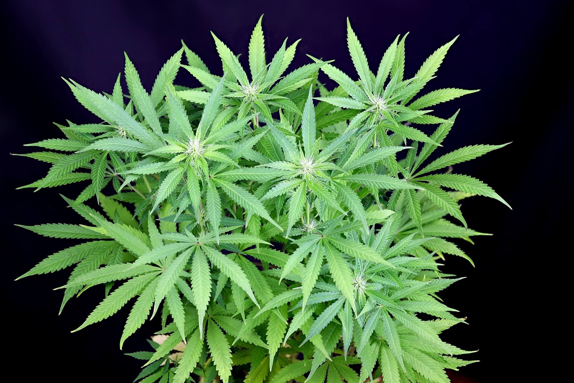 Seedsman - Peyote Forum (fem.)