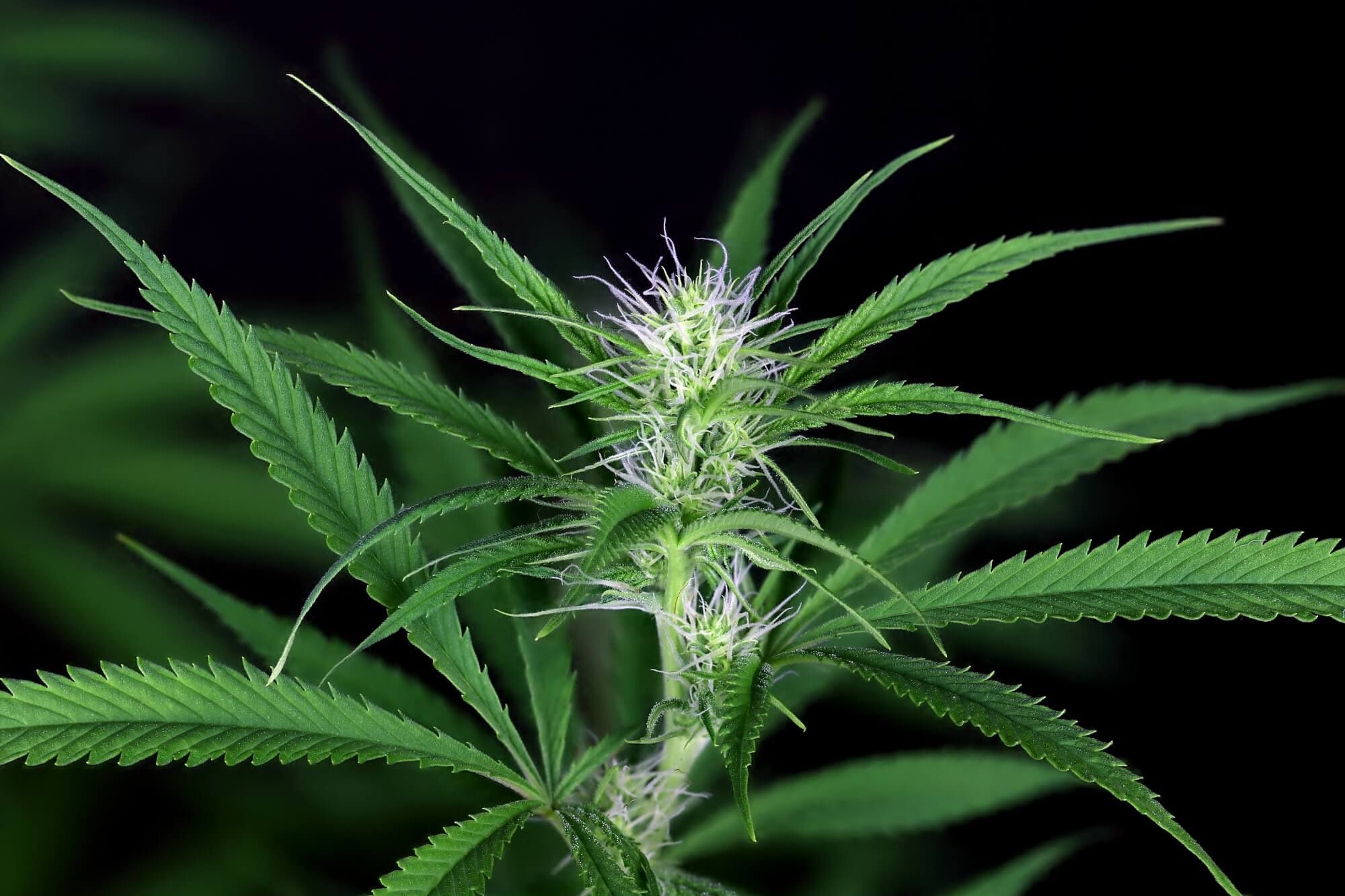 Seedsman - Peyote Zkittlez (fem.)