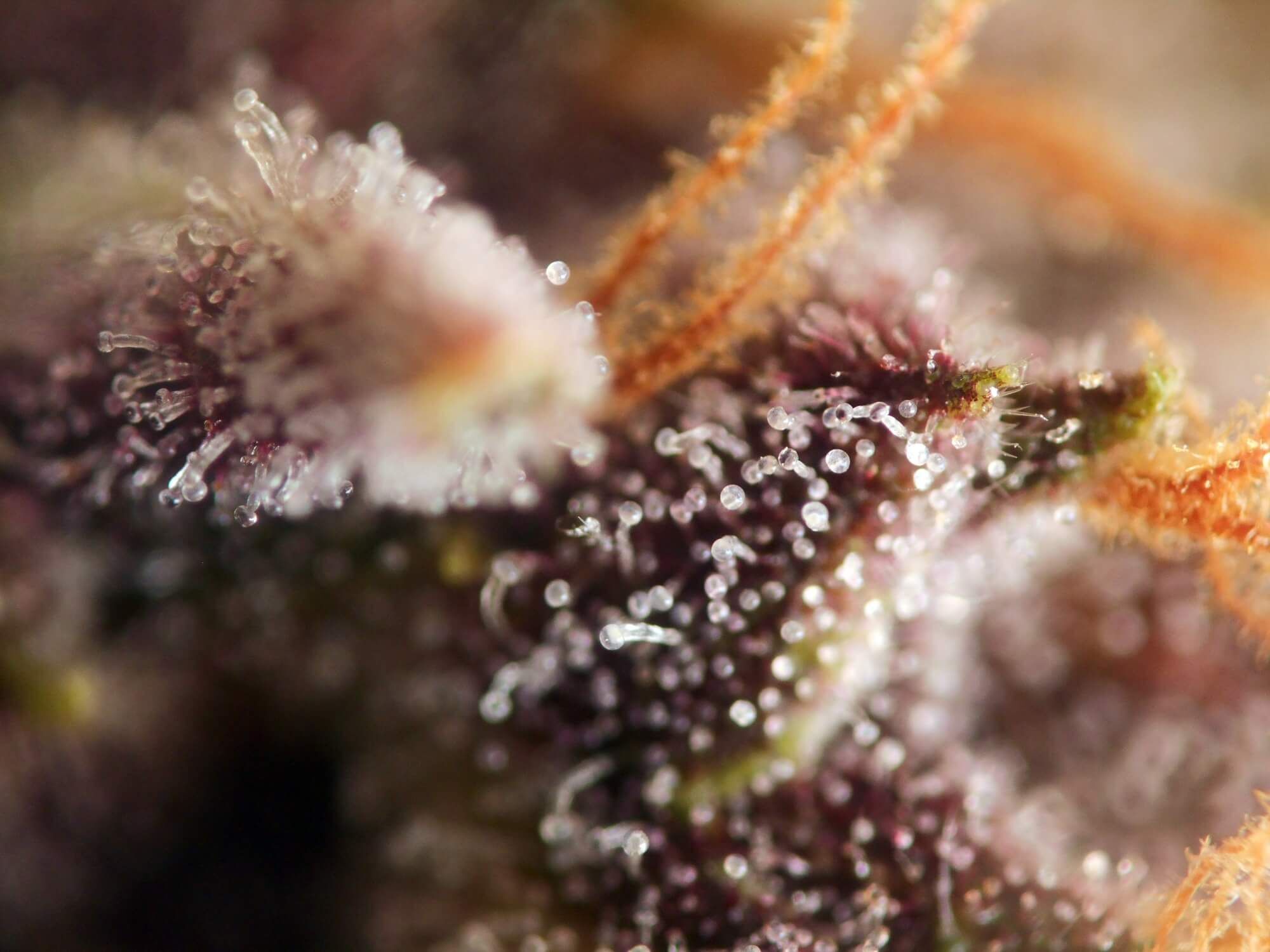 Seedsman - Pink Kush CBD 30:1 Auto (auto/fem.)