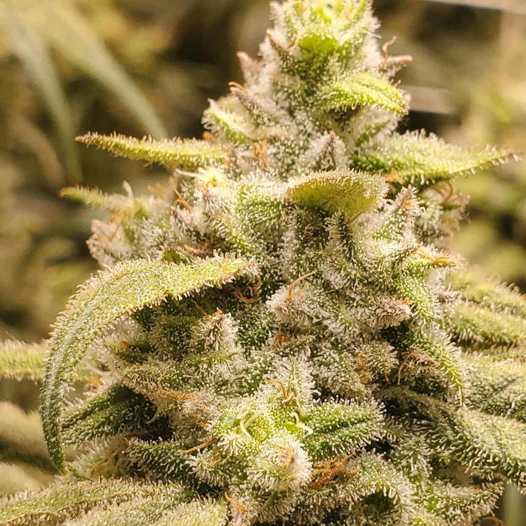 Seedsman - Peyote Gorilla (fem.)