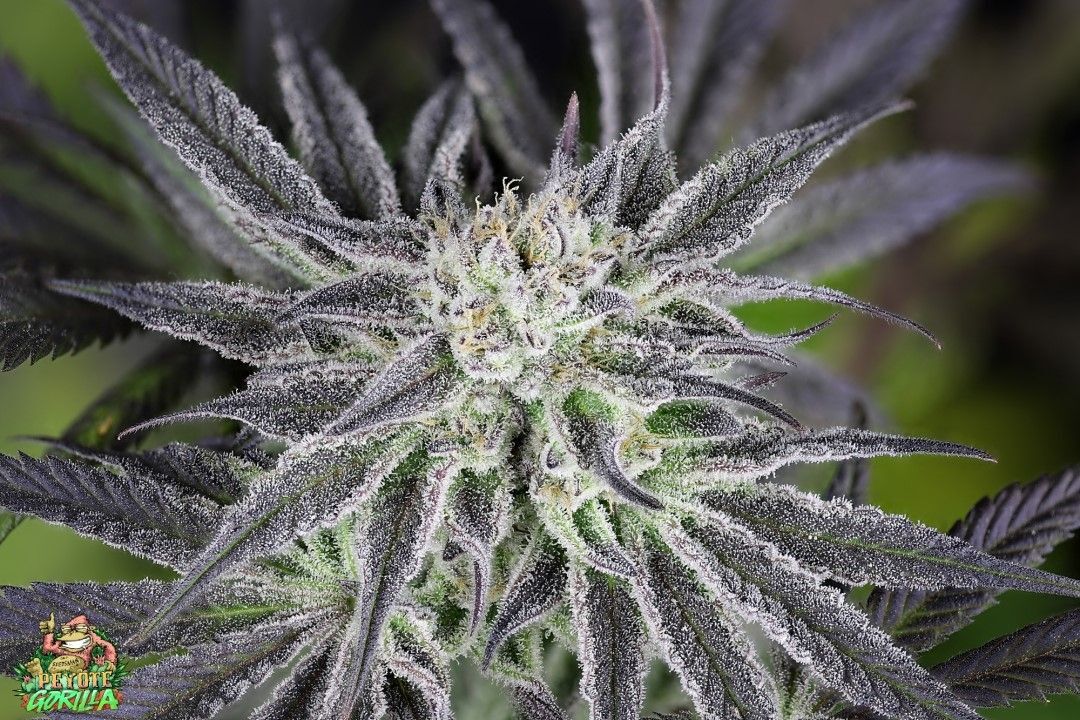 Seedsman - Peyote Gorilla (fem.)