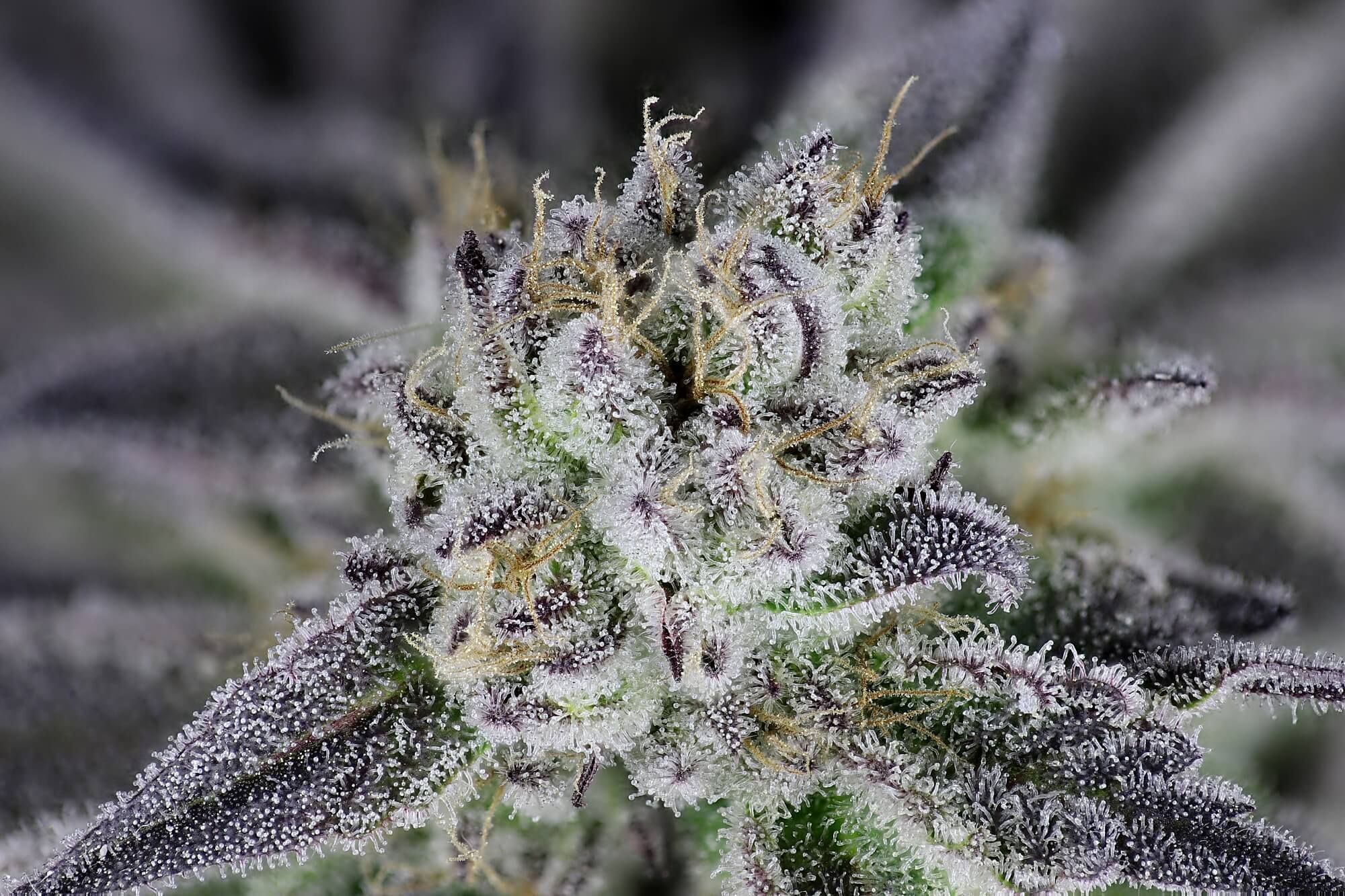 Seedsman - Peyote Gorilla (fem.)