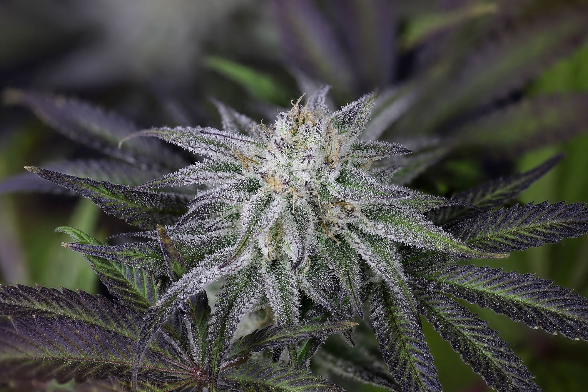 Seedsman - Peyote Gorilla (fem.)