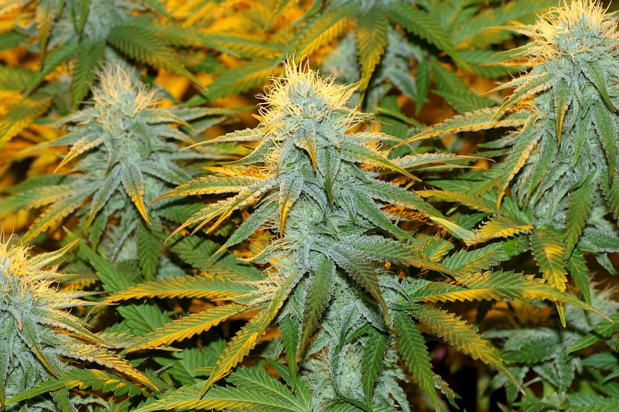Seedsman - Peyote Wi-Fi (fem.)