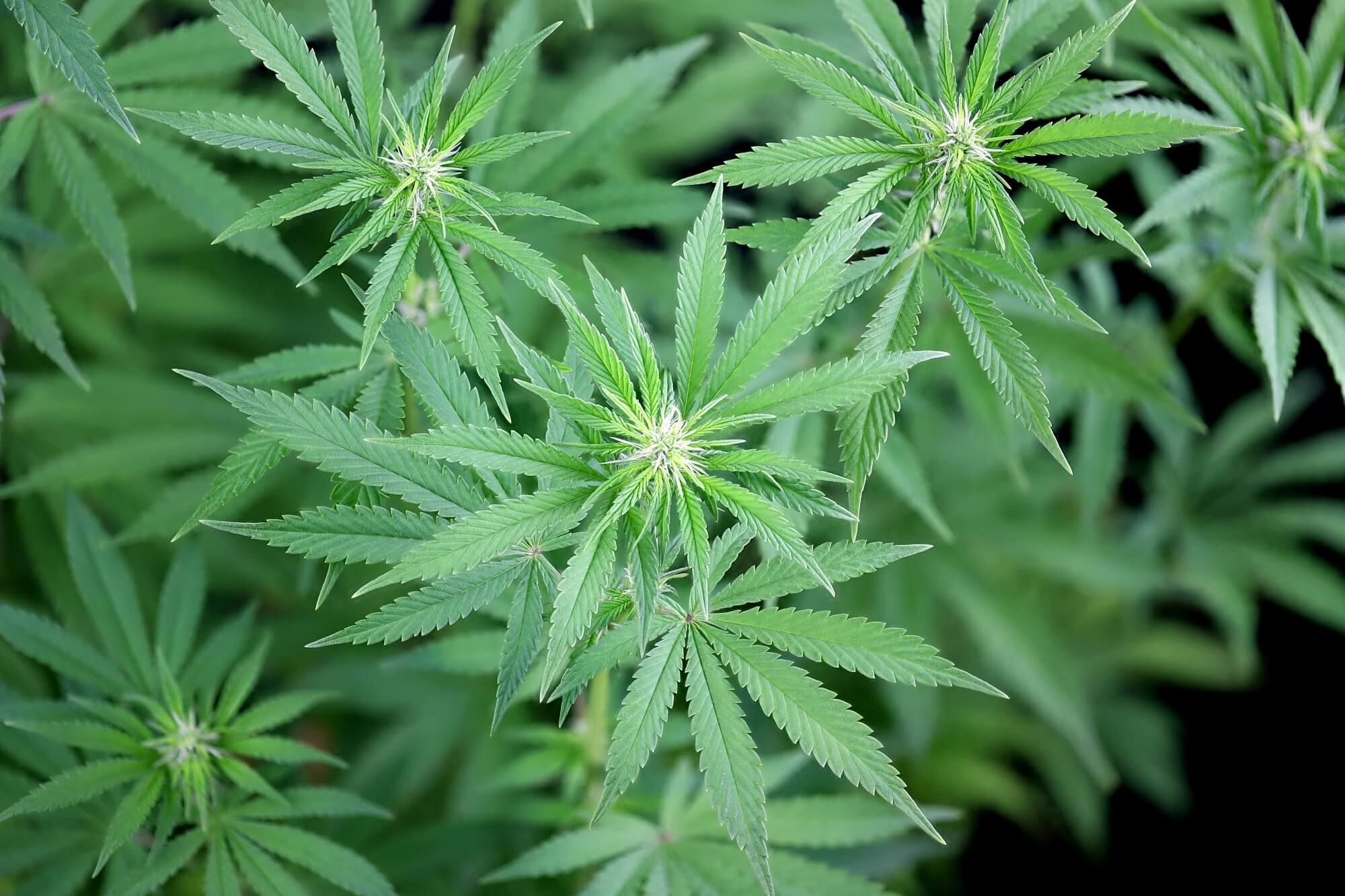 Seedsman - Peyote Zkittlez (fem.)