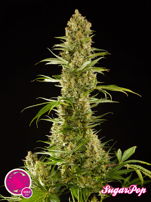 Philosopher Seeds - SugarPop (fem.)