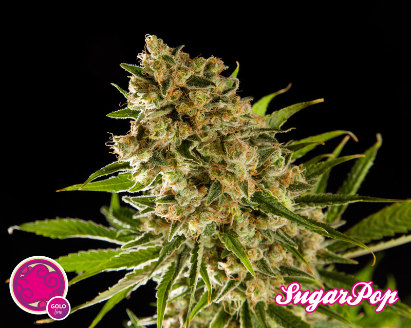 Philosopher Seeds - SugarPop (fem.)