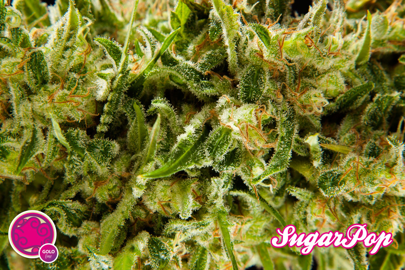 Philosopher Seeds - SugarPop (fem.)